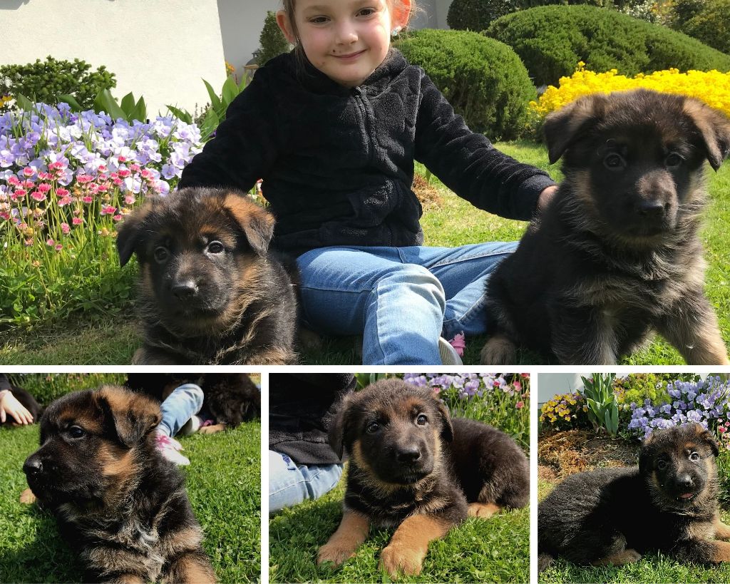 Des nouvelles des chiots