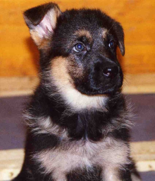 Chiots